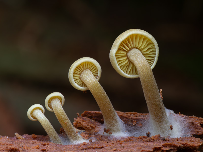 Callistosporium pinicola Callistosporium pinicola